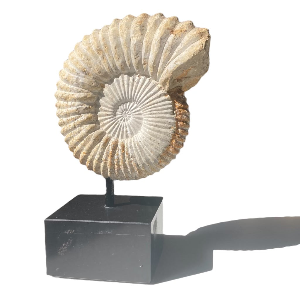 Large Ammonite On Stand