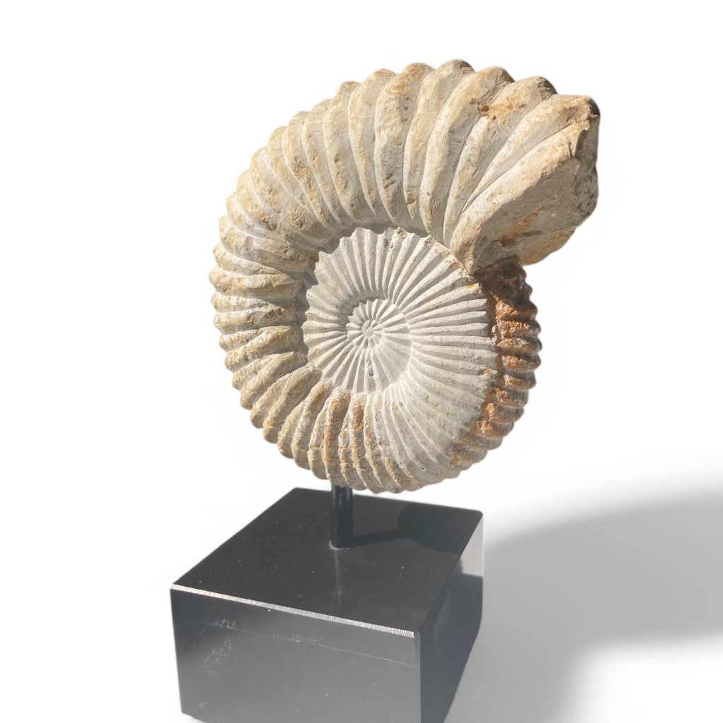 Large Ammonite On Stand