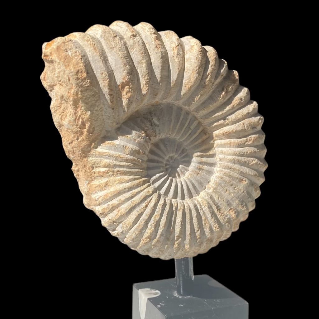 Medium Ammonite On Stand