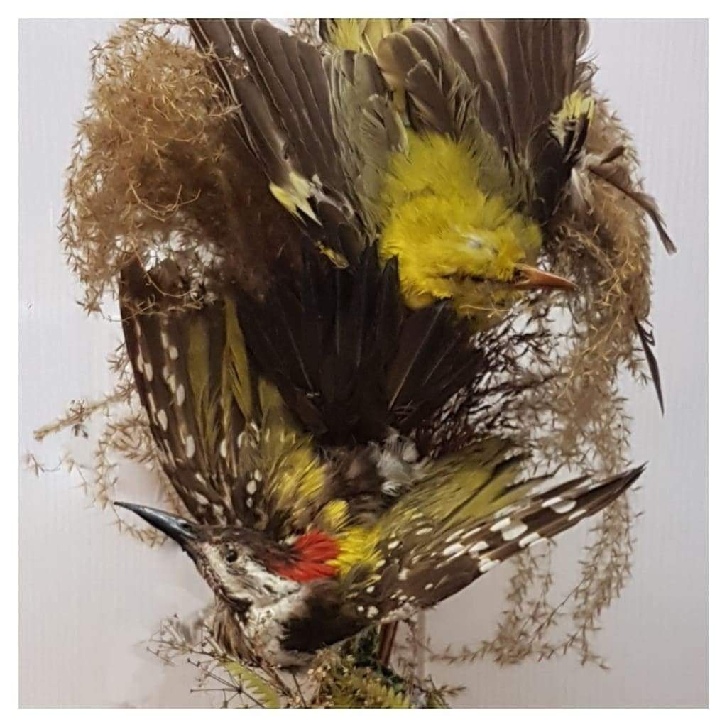Miscellaneous - Taxidermy Dome Of Two Exotic Birds