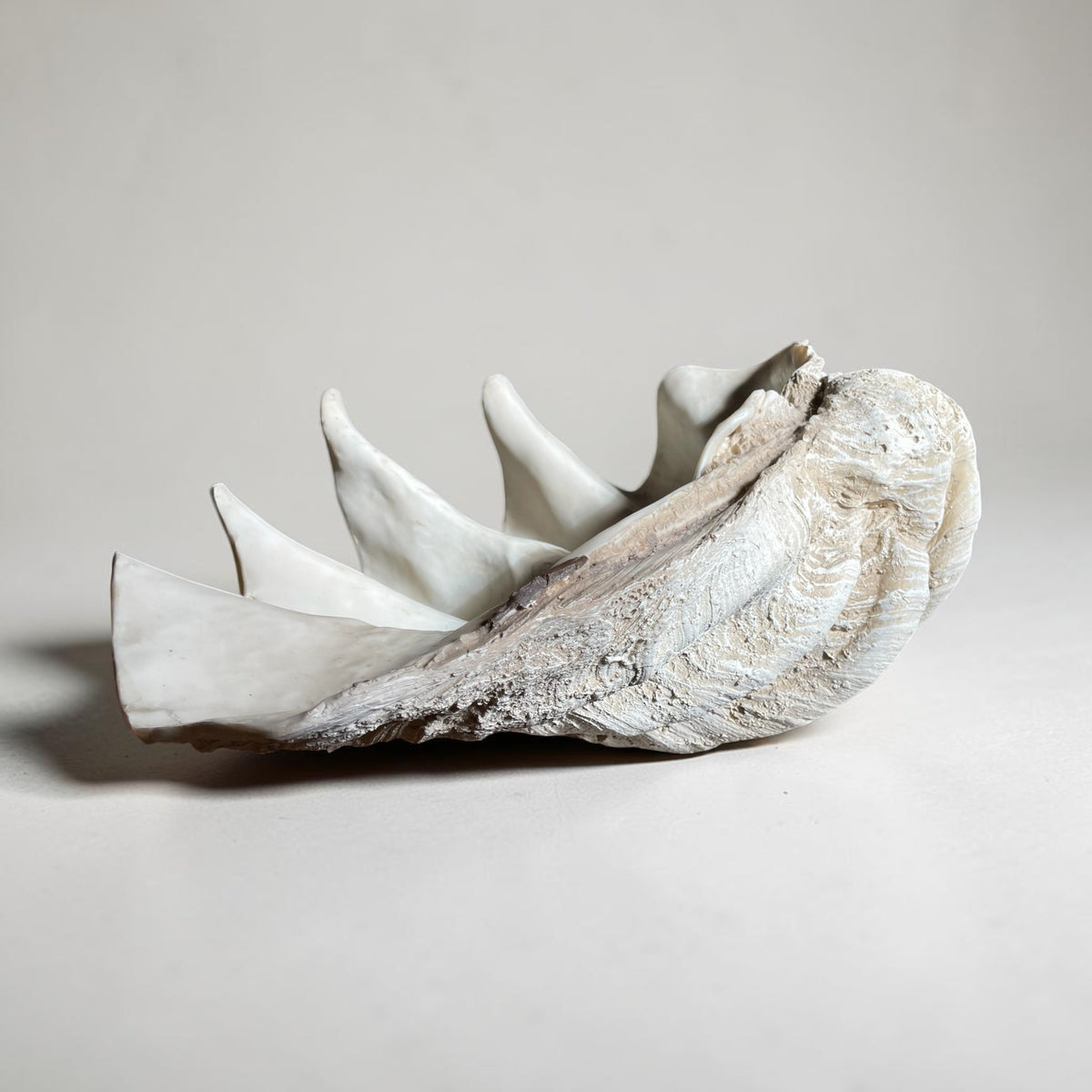 Large Vintage Resin Clam Shell