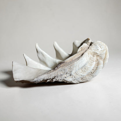 Large Vintage Resin Clam Shell