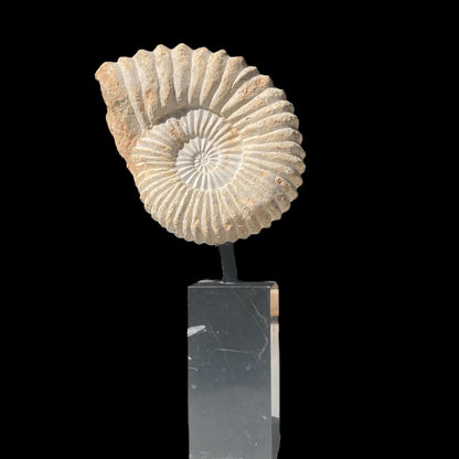 Medium Ammonite On Stand