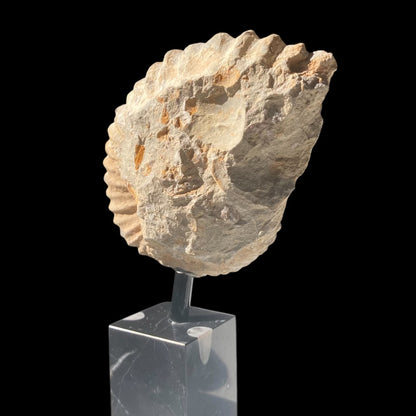 Medium Ammonite On Stand