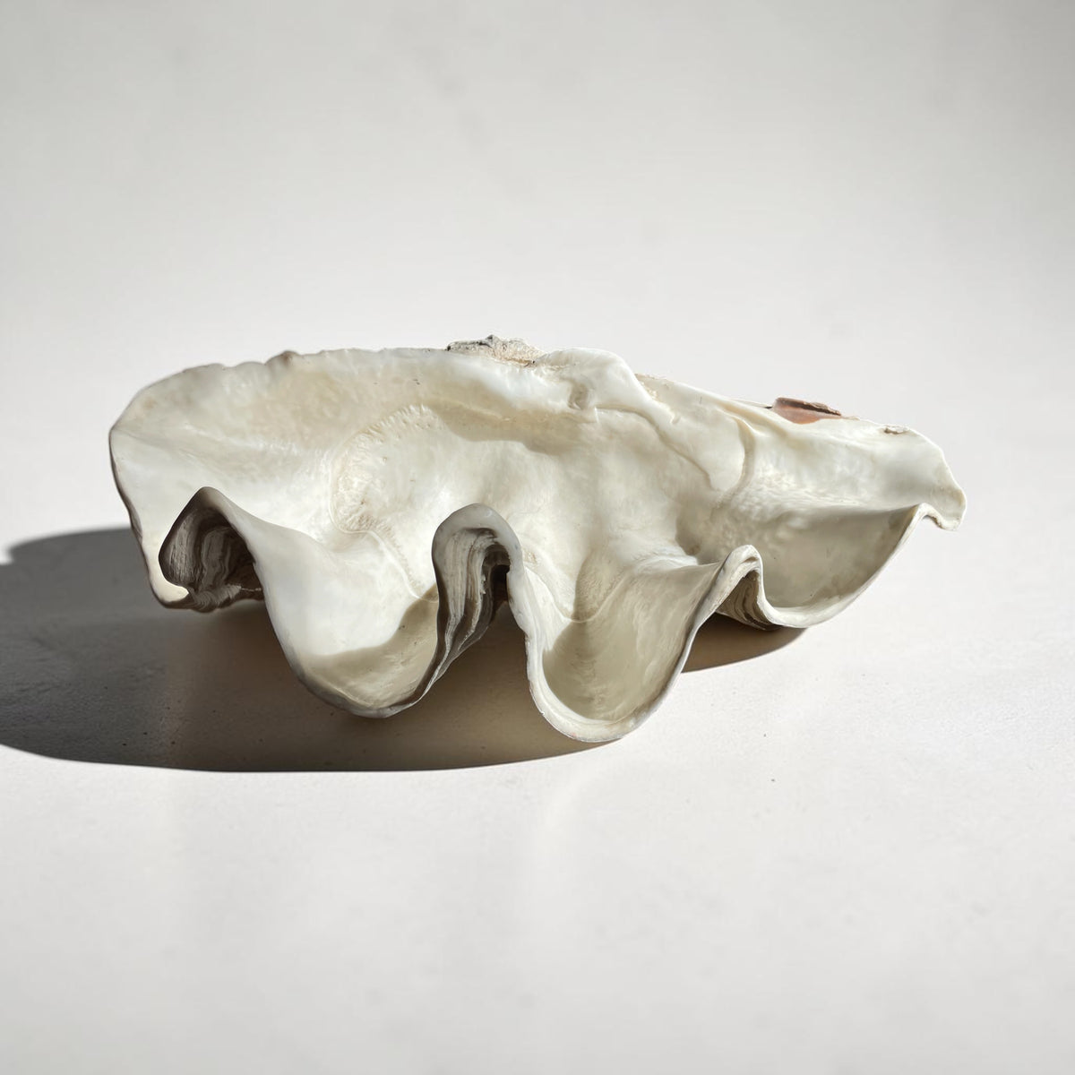 Large Vintage Resin Clam Shell