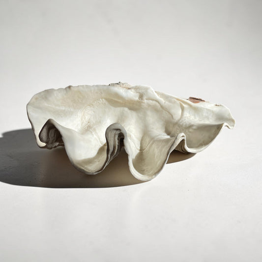 Large Vintage Resin Clam Shell