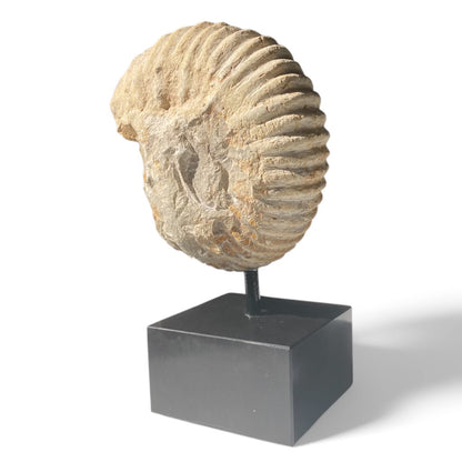 Large Ammonite On Stand