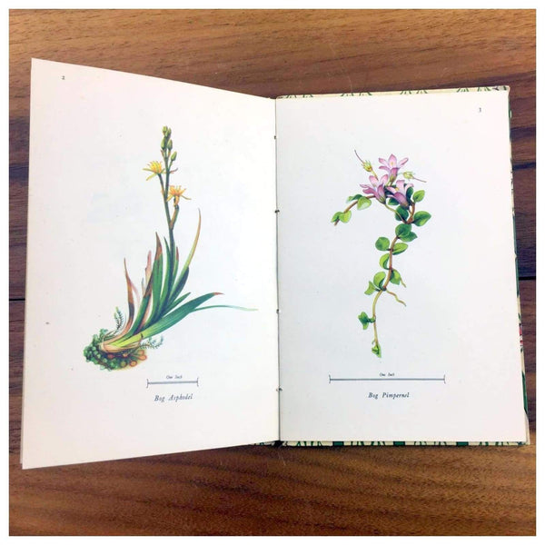 Miscellaneous - Flowers Of Marsh And Stream