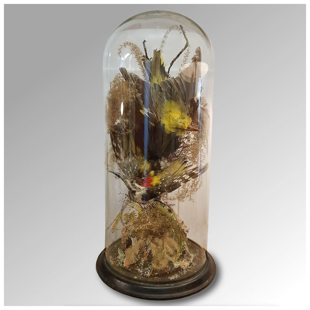 Miscellaneous - Taxidermy Dome Of Two Exotic Birds