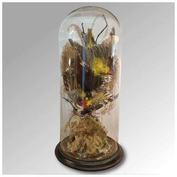 Miscellaneous - Taxidermy Dome Of Two Exotic Birds